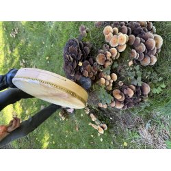 Gedeskinds shamantromme 16�