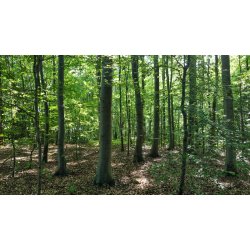 Medicin walk den 26.11 kl 16